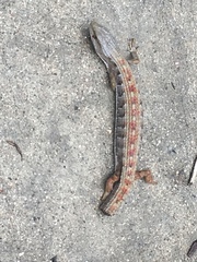 Elgaria multicarinata