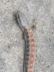 Elgaria multicarinata