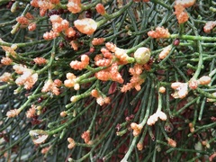 Callitris drummondii