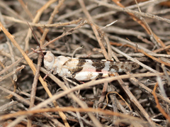 Trimerotropis californica