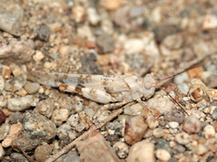 Trimerotropis californica