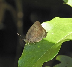 Arhopala madytus