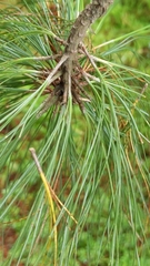 Pinus hartwegii