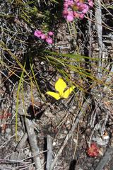 Disa tenuifolia