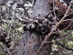 Callitris drummondii