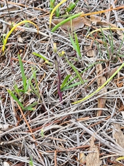 Senecio glossanthus