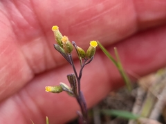 Senecio glossanthus