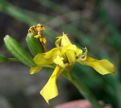 Moraea huttonii