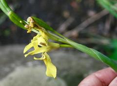 Moraea huttonii