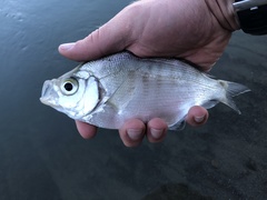 Hyperprosopon argenteum