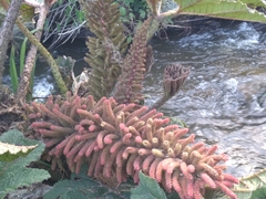 Gunnera manicata