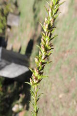 Myrovernix glandulosus