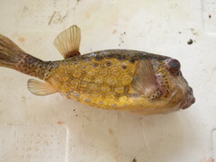 Ostracion immaculatum