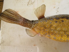 Ostracion immaculatum