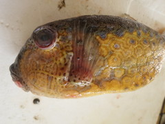 Ostracion immaculatum