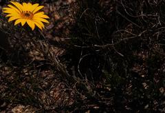 Dimorphotheca montana