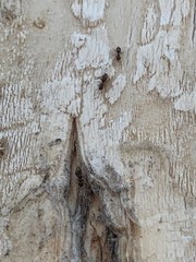 Formicidae