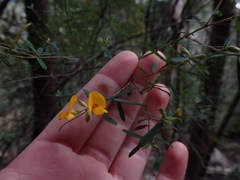 Pultenaea blakelyi