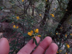 Pultenaea blakelyi