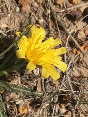 Agoseris glauca