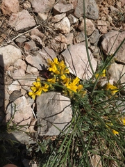 Genista albida