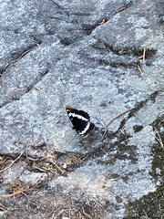 Limenitis lorquini
