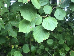 Crataegus umbratilis