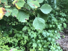Crataegus umbratilis