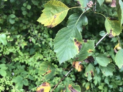 Crataegus umbratilis