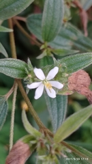 Marcetieae