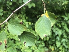 Crataegus umbratilis