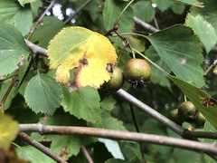 Crataegus umbratilis