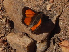 Capys alphaeus alphaeus