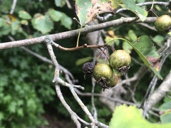 Crataegus umbratilis