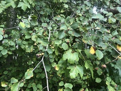 Crataegus umbratilis