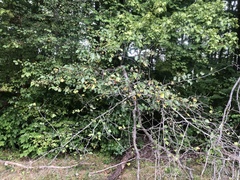 Crataegus umbratilis