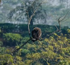 Spilornis cheela