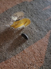 Armadillidium vulgare