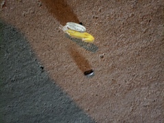 Armadillidium vulgare