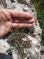 Poa sterilis