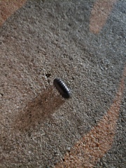 Armadillidium vulgare
