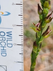 Prasophyllum fitzgeraldii