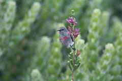 Erica verticillata