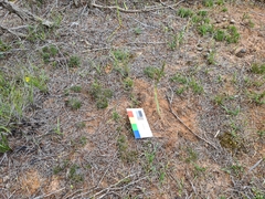 Prasophyllum fitzgeraldii