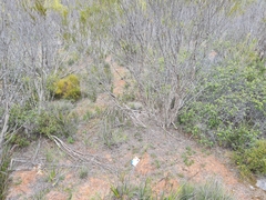 Prasophyllum fitzgeraldii