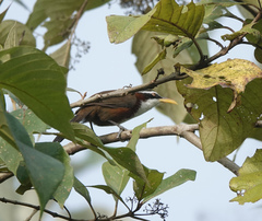 Pomatorhinus schisticeps