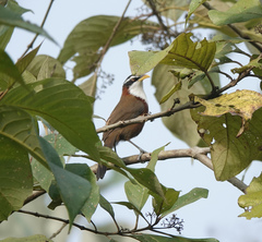 Pomatorhinus schisticeps