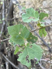 Dombeya kirkii
