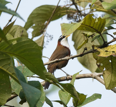 Pomatorhinus schisticeps