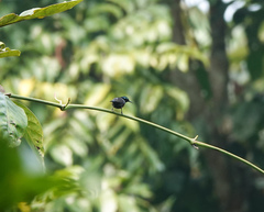 Leptocoma brasiliana